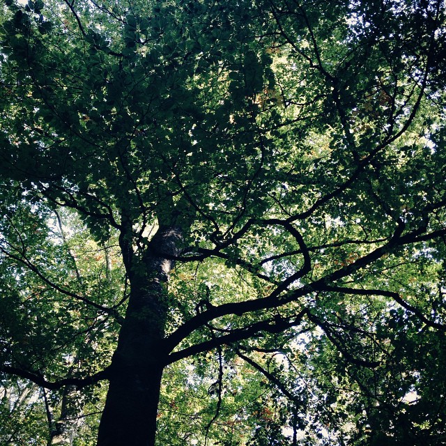 Balade en forêt