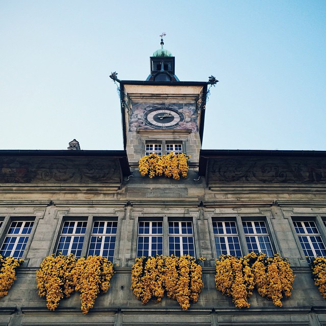 Les fleurs jaunes de l'Hôtel de Ville de Lausanne