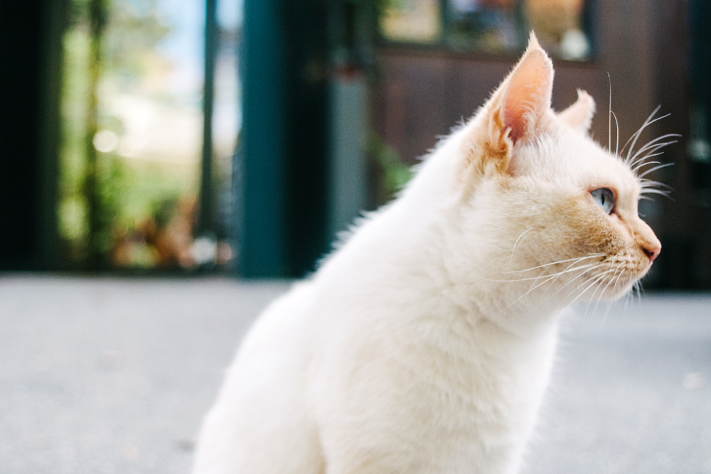 Un chat fribourgeois