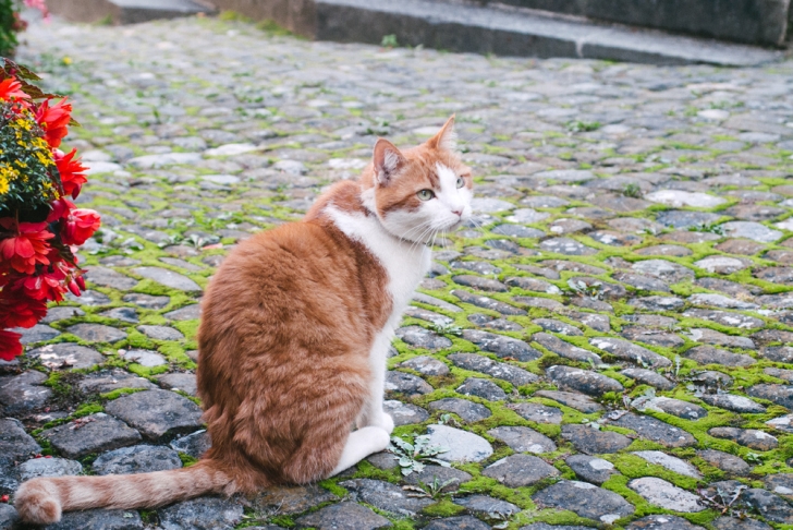 Un autre chat fribourgeois