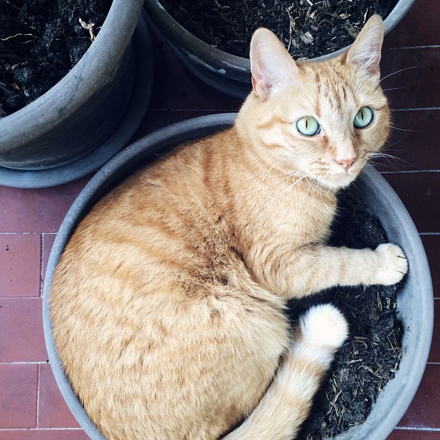 Le chat qui se prenait pour une plante verte