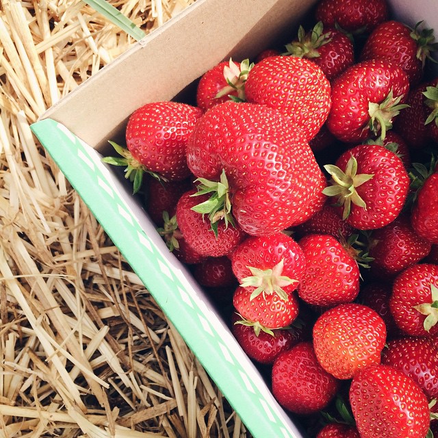 La récolte annuelle de fraises