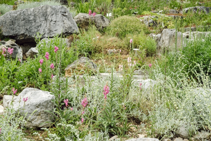 Neuchâtel – Jardin botanique – Le jardin de rocailles