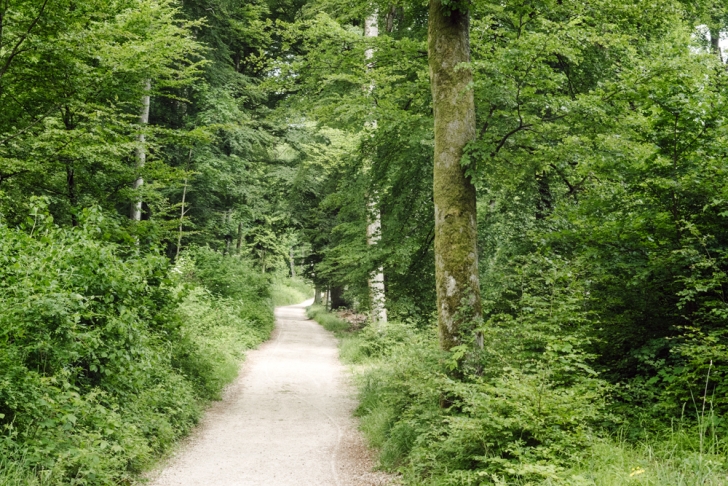 Neuchâtel – Chemin forestier