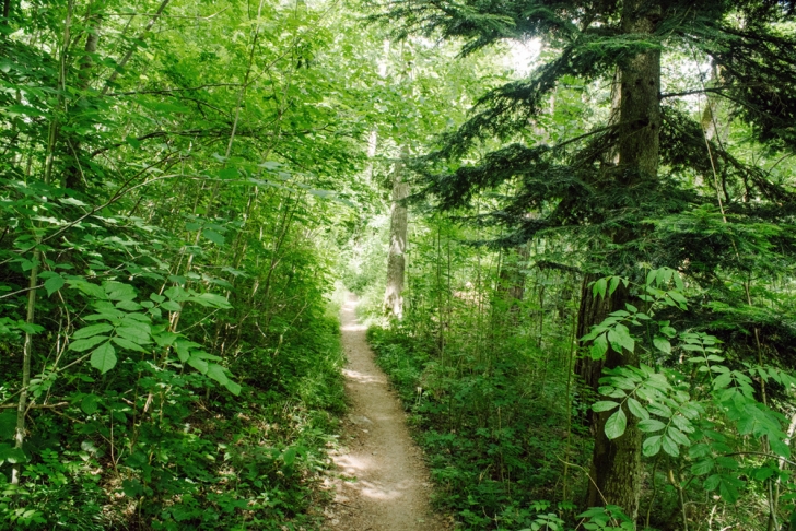 Neuchâtel – Chemins forestiers