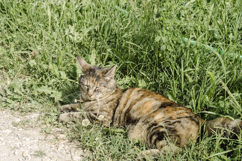 Un chat neuchâtelois