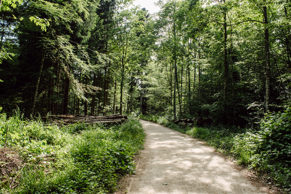 Balade dans la forêt neuchâteloise