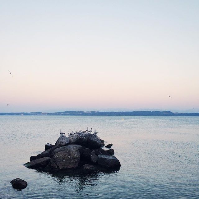 Le rocher aux mouettes