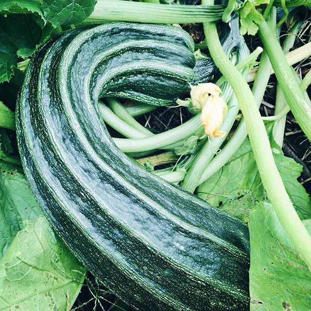 La courgette géante