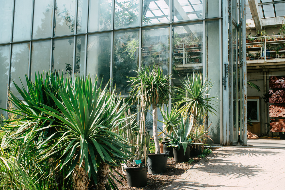 Strasbourg – Serre tropicale du jardin botanique