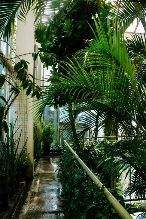 Strasbourg – Serre tropicale du jardin botanique