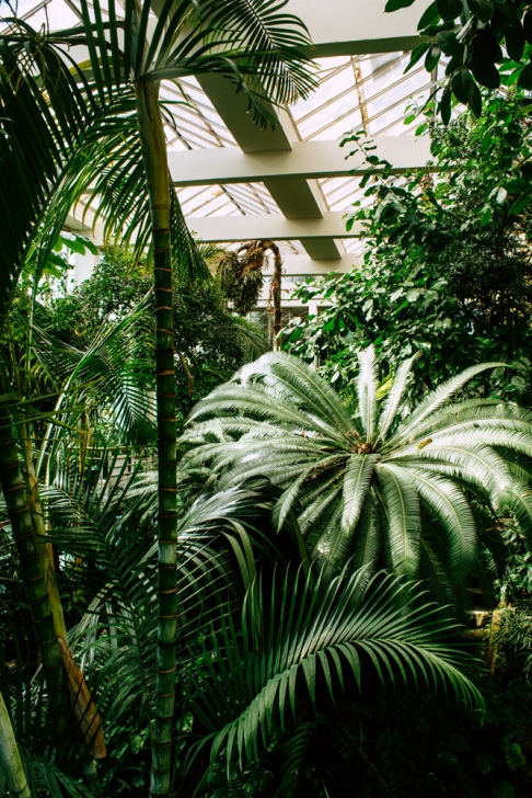 Strasbourg – Serre tropicale du jardin botanique