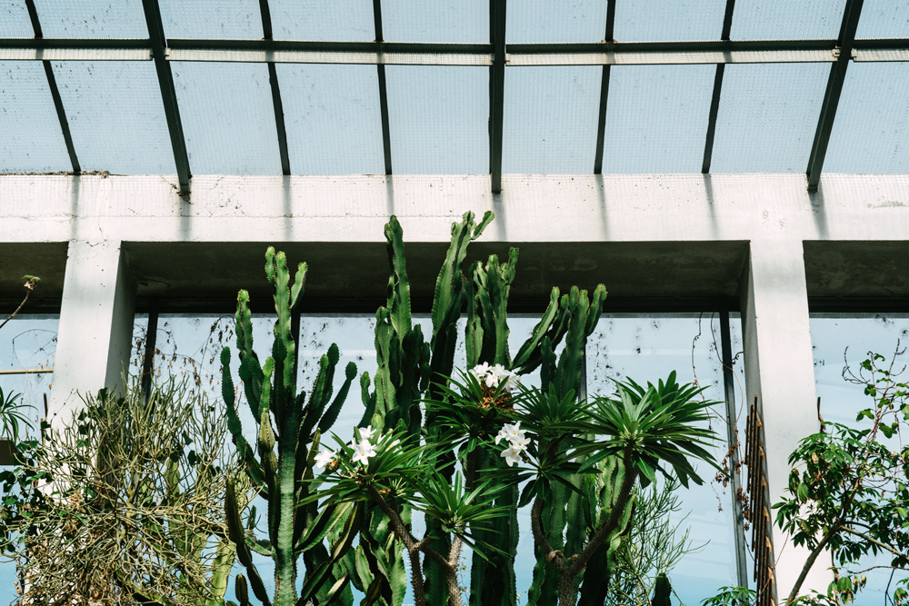 Strasbourg – Serre tropicale du jardin botanique