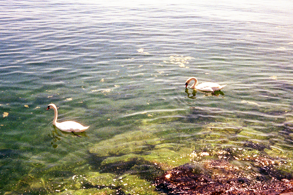 Kodak Retinette – Lac de Neuchâtel