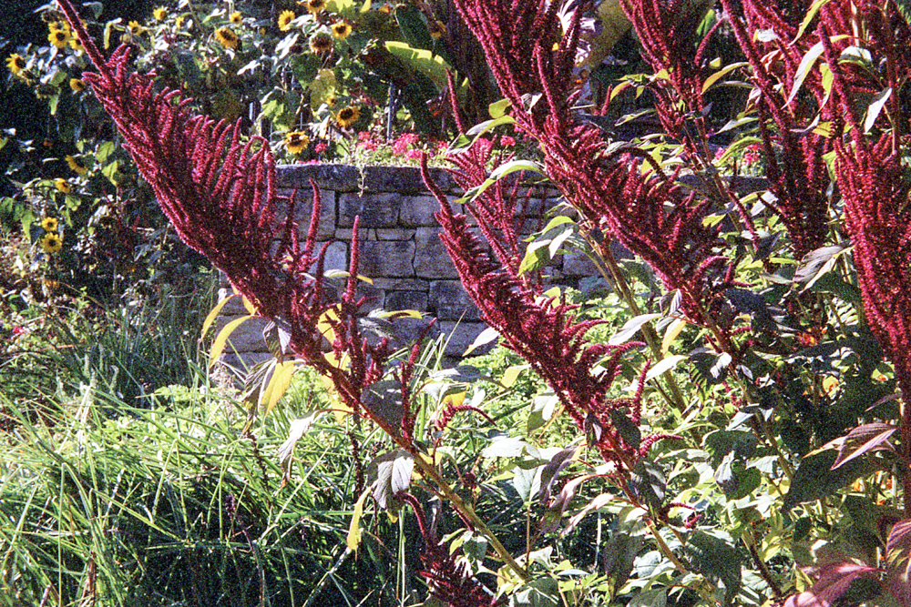 Kodak Retinette – Jardin botanique de Neuchâtel