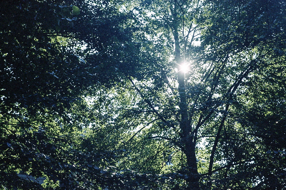 Rollei 35s – Le soleil entre les arbres