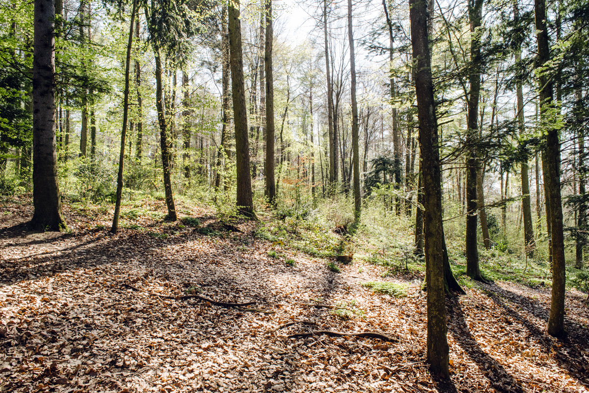 Balade dans la forêt du Längholz