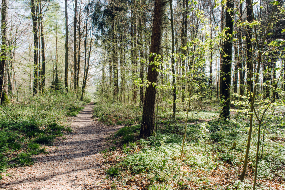 Balade dans la forêt du Längholz