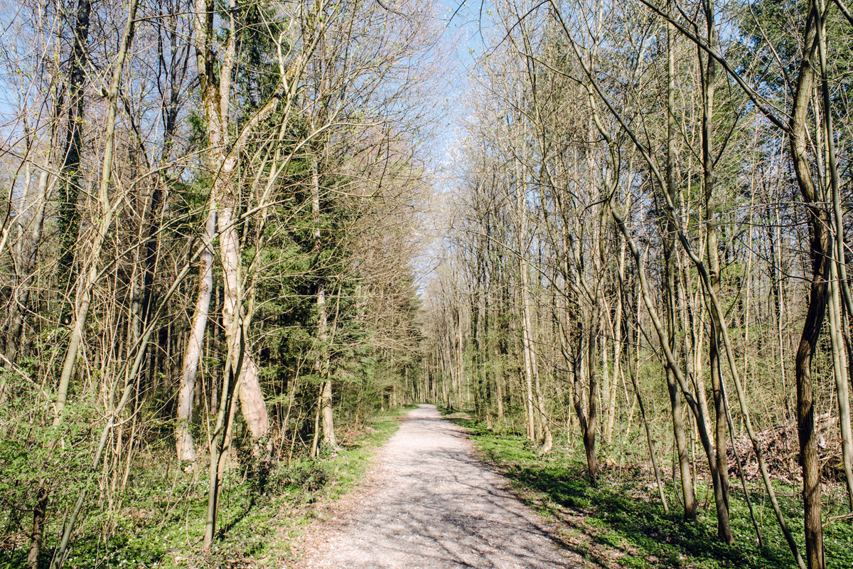 Balade dans la forêt du Längholz