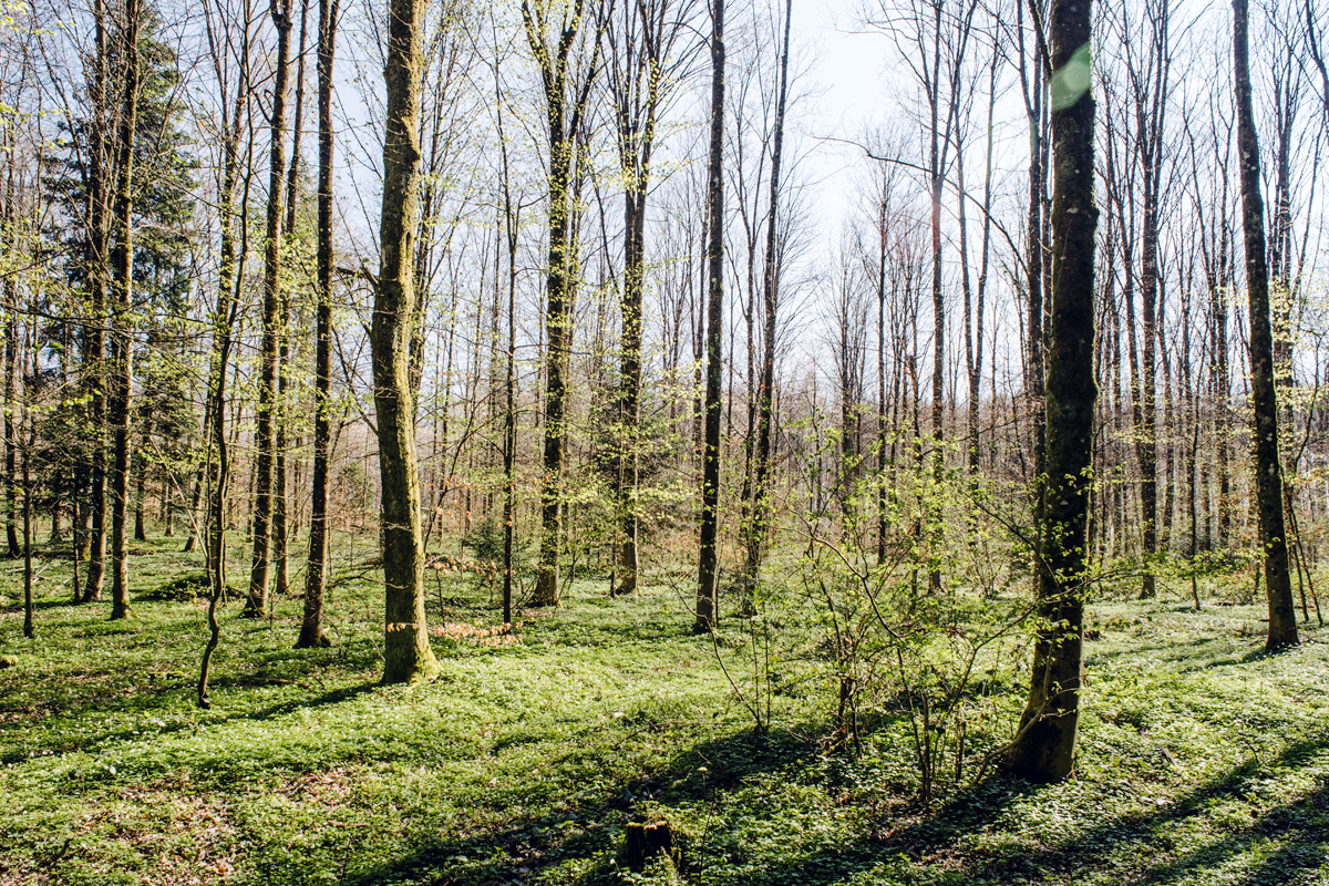 Balade dans la forêt du Längholz