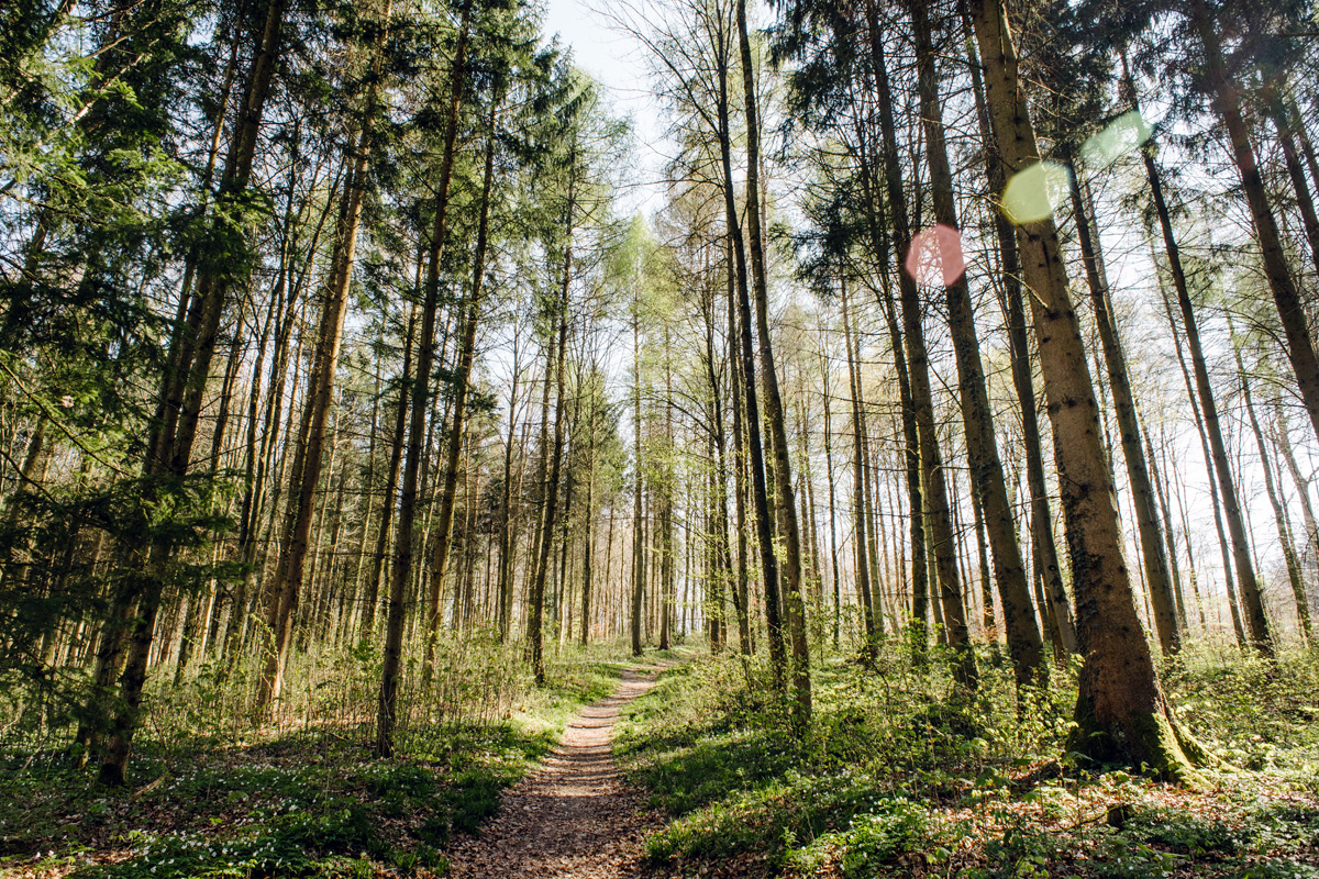 Balade dans la forêt du Längholz