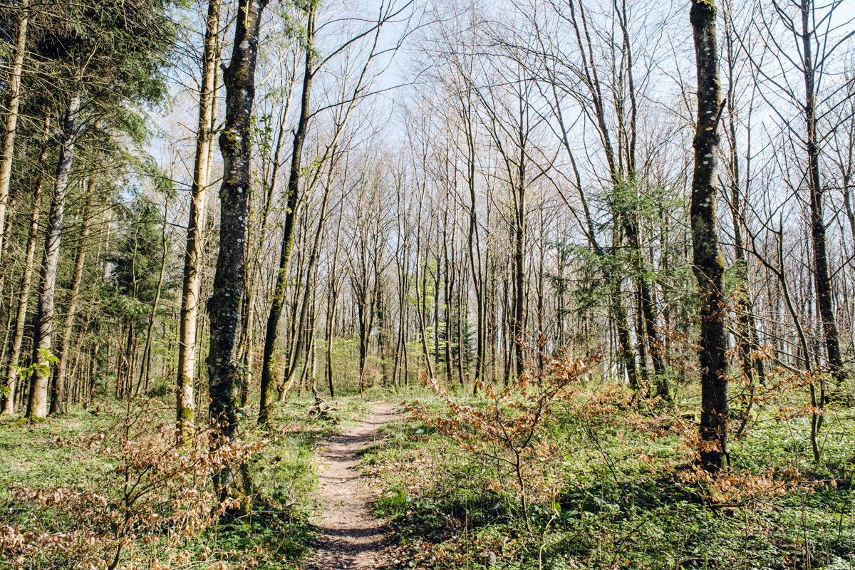 Balade dans la forêt du Längholz