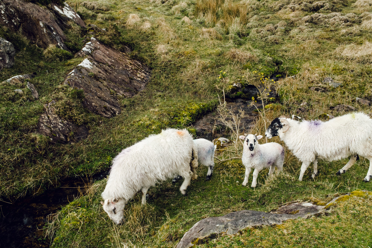 Moutons irlandais – The Gap of Dunloe – Ring of Kerry, Irlande