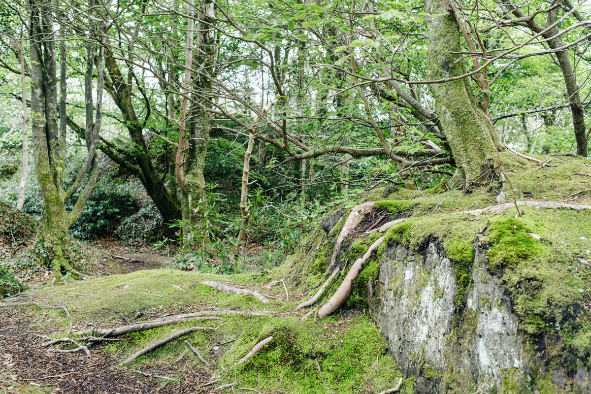 Derrynane Forest – Ring of Kerry