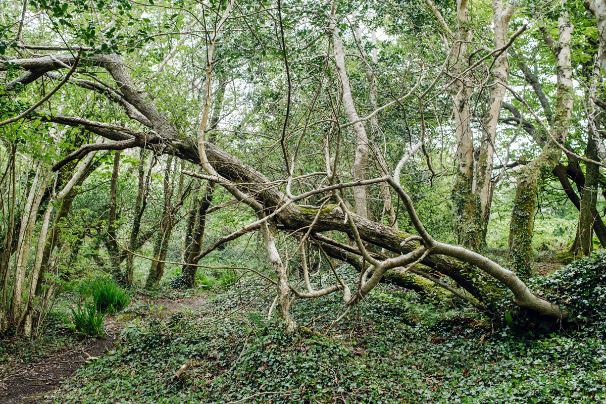 Derrynane Forest – Ring of Kerry