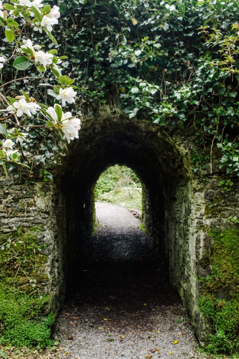 Derrynane Forest – Ring of Kerry