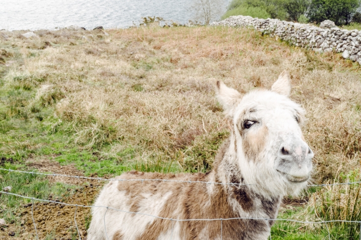 irishroadtrip-loughcaragh04