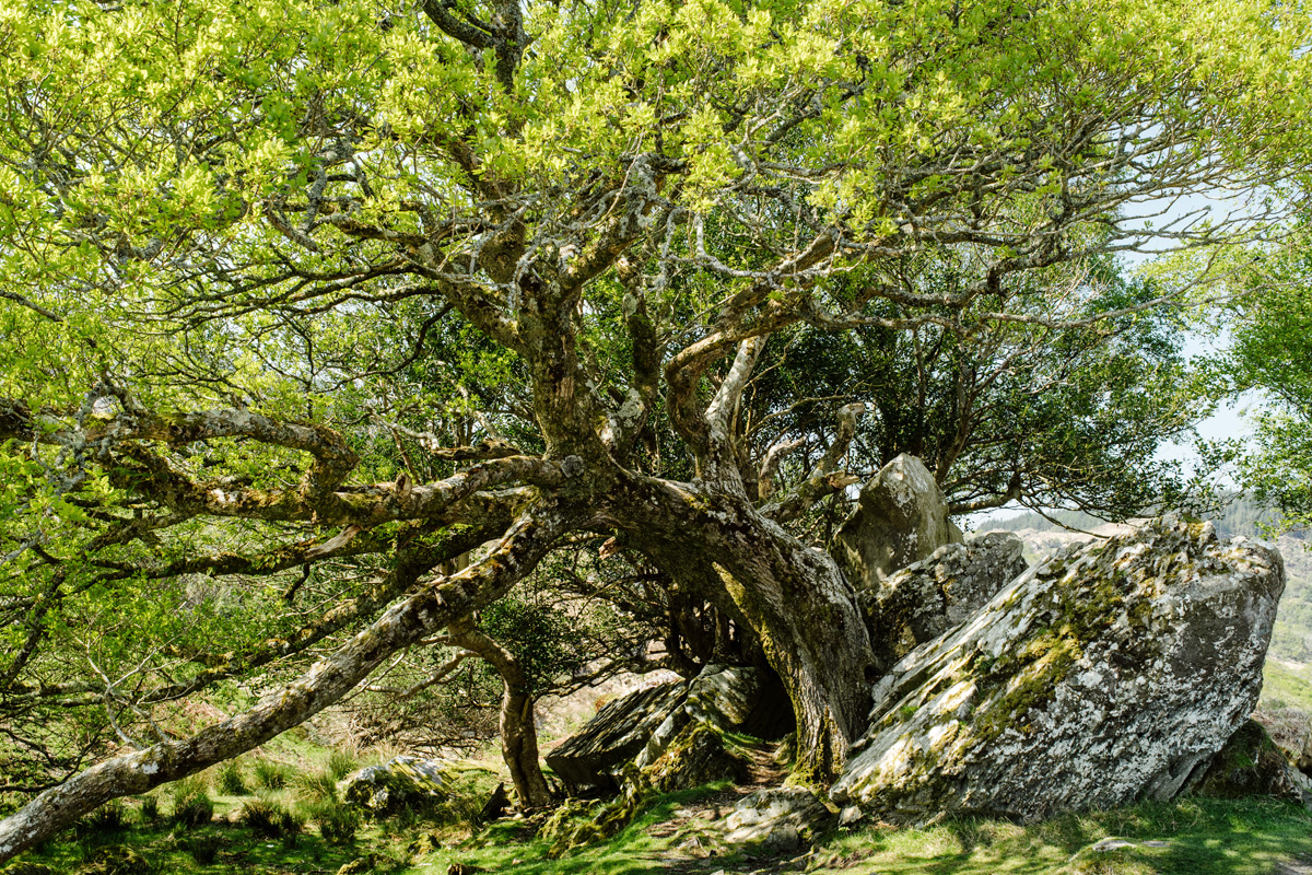 Killarney National Park – Ring of Kerry