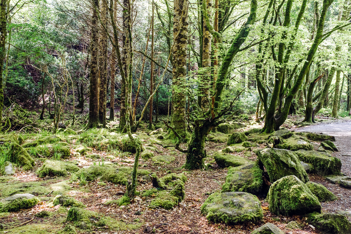 Killarney National Park – Ring of Kerry