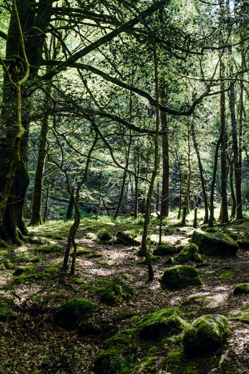 Tork Waterfall, Killarney National Park – Ring of Kerry