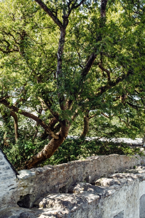 Muckross Abbey, Killarney National Park – Ring of Kerry