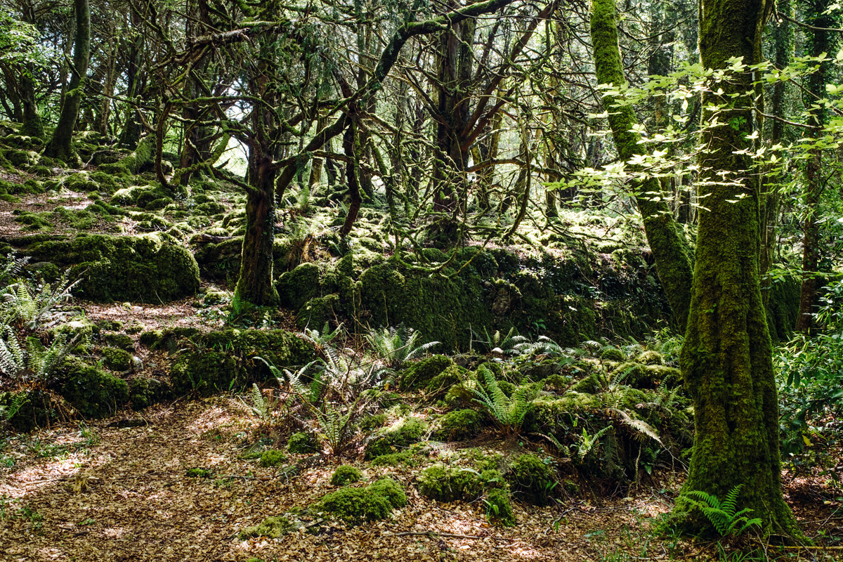 Muckross Forest, Killarney National Park – Ring of Kerry