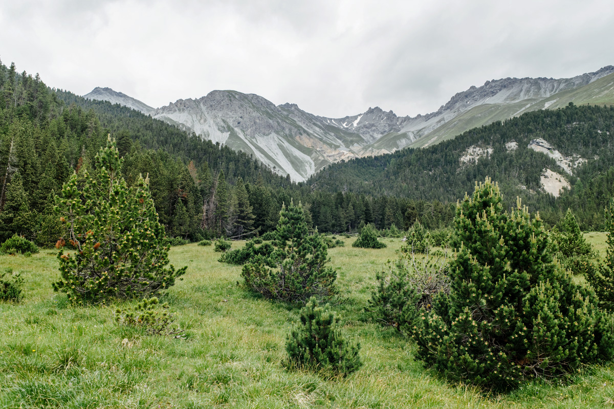 Parc National Suisse, Grisons