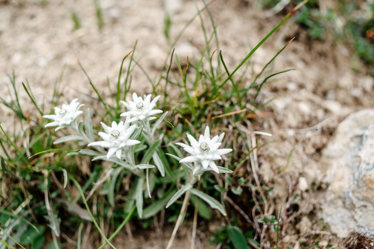 Edelweiss – Parc National Suisse, Grisons