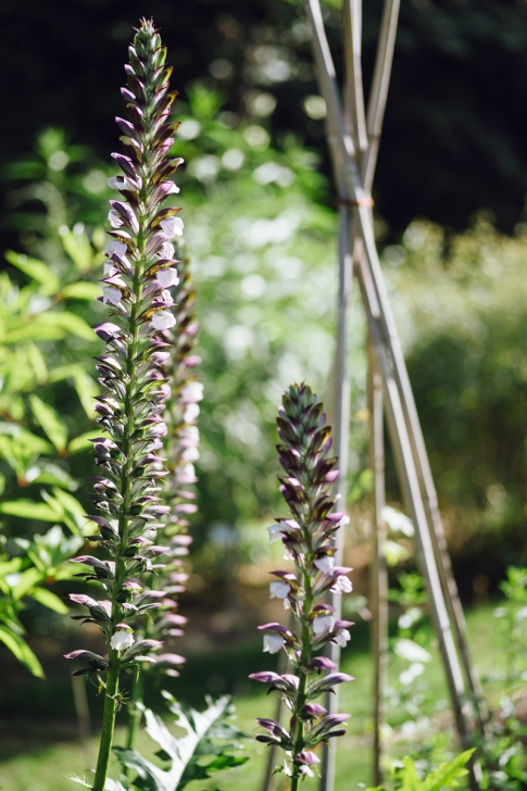 Jardin botanique de Neuchâtel – Été