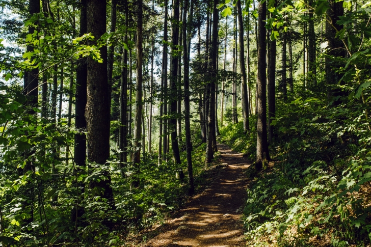 Sentier forestier entre Macolin et la montagne de Twann