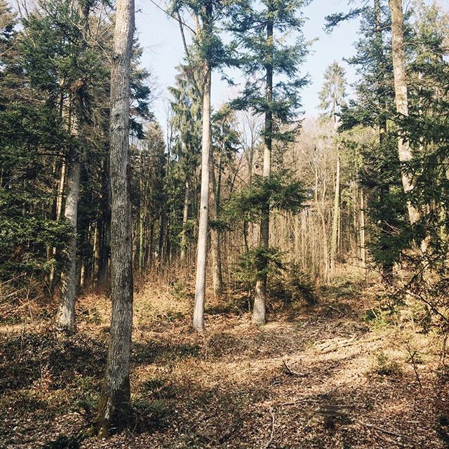 Balade dans la forêt du Längholz, Bienne