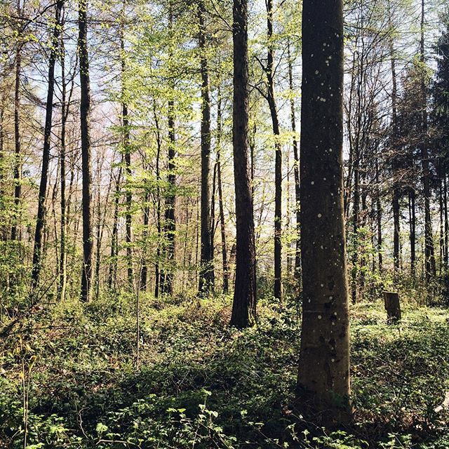 Balade dans la forêt du Längholz