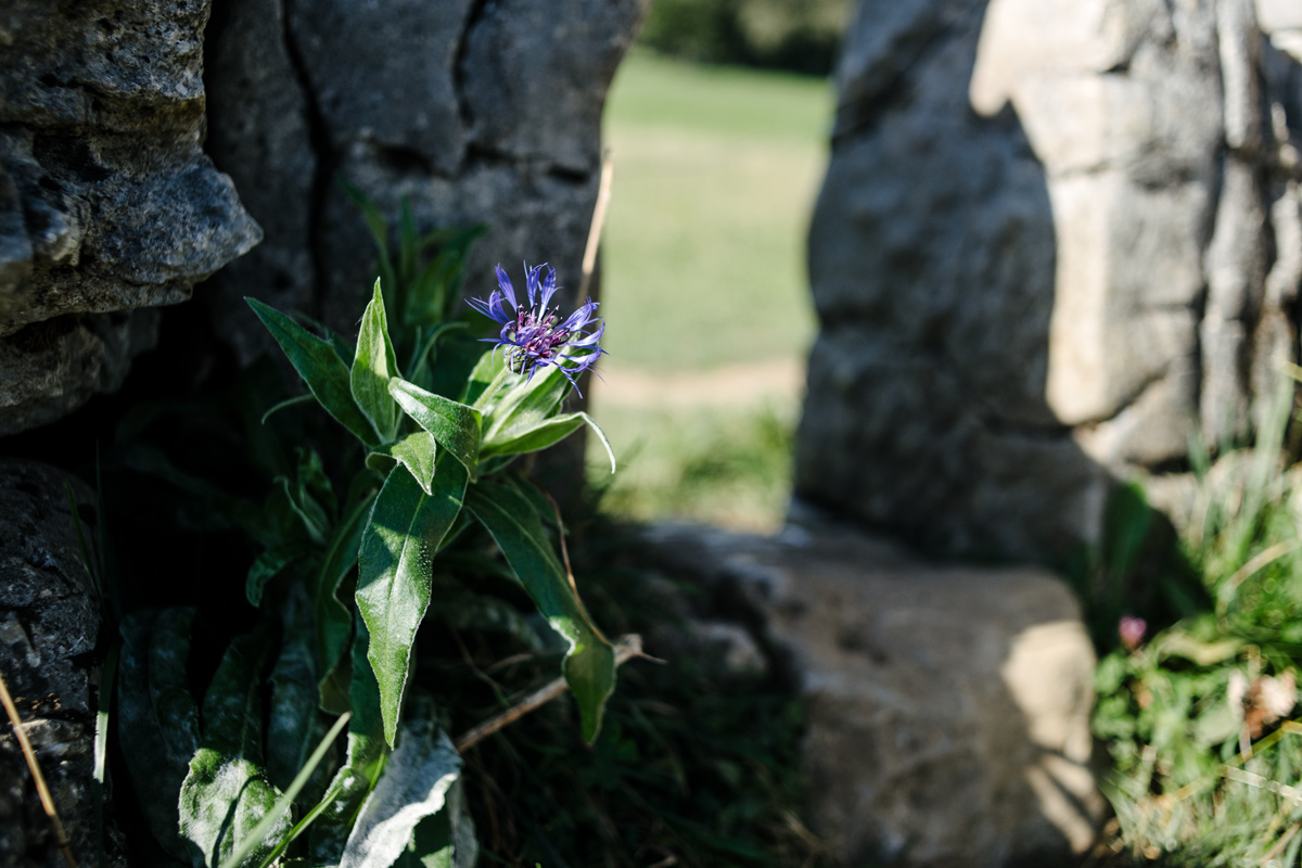 Le Creux du Van – Fleur sauvage