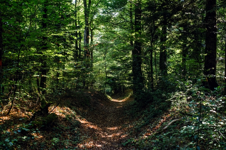 Forêt de Gorgier