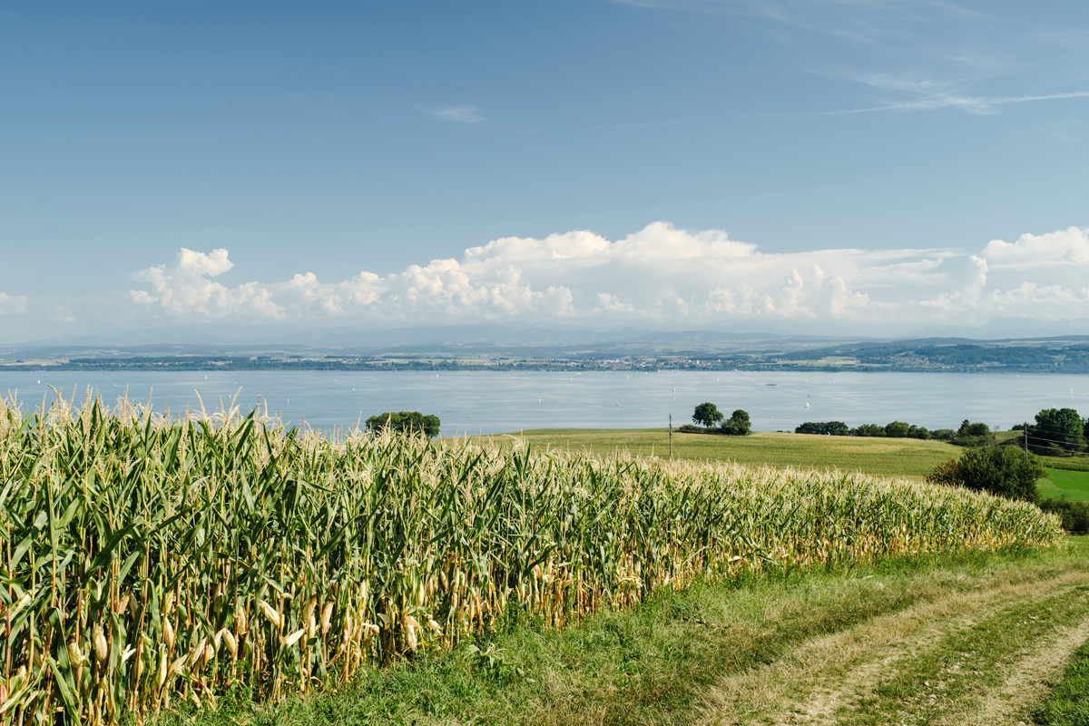 Vue sur le lac de Neuchâtel depuis les hauteurs de la Béroche