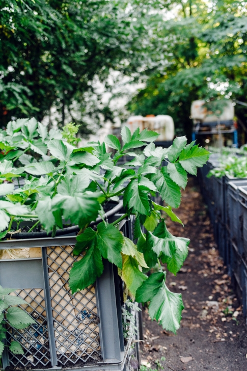 Prinzessinnengarten, jardin communautaire – Berlin, Kreuzberg