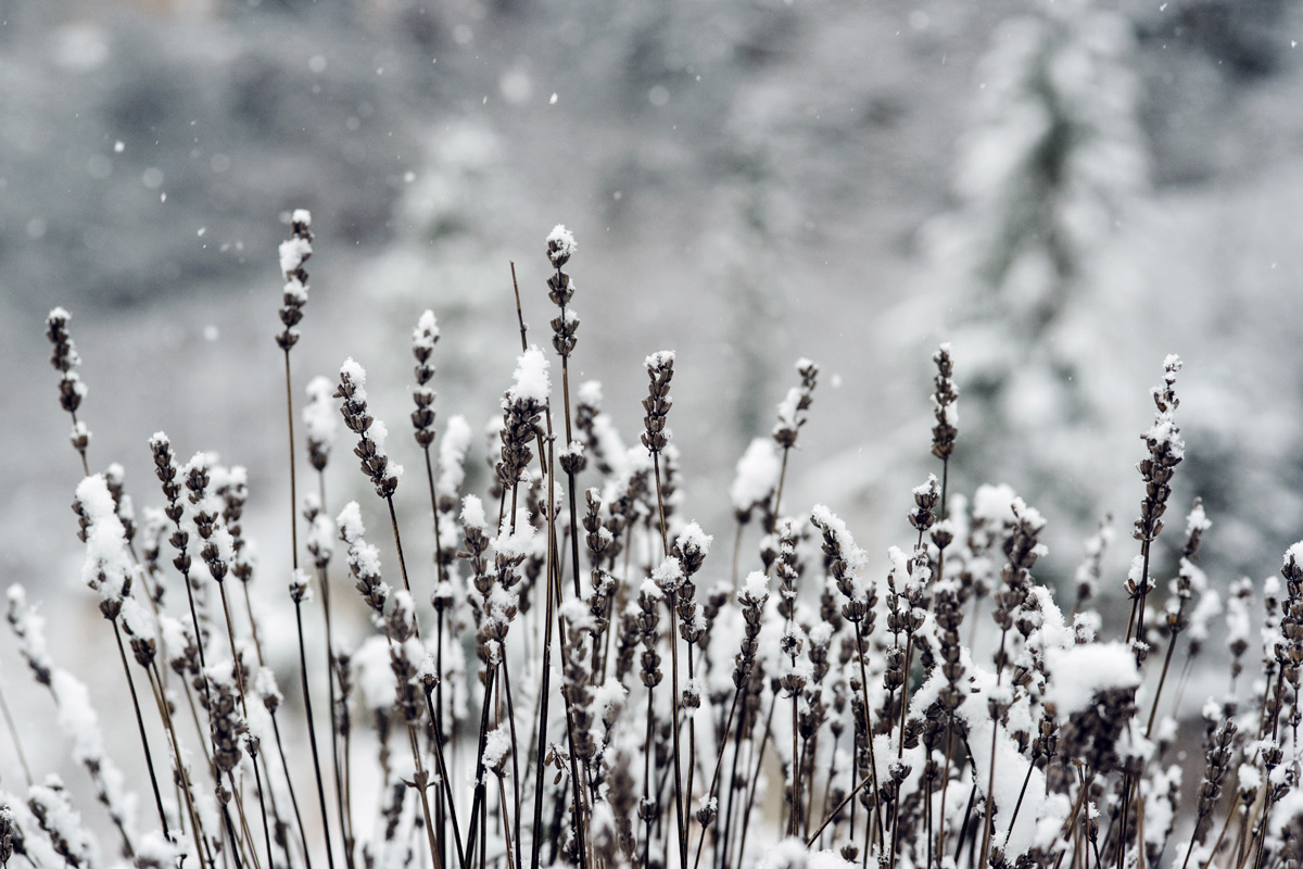 Jardin botanique de Neuchâtel – Hiver