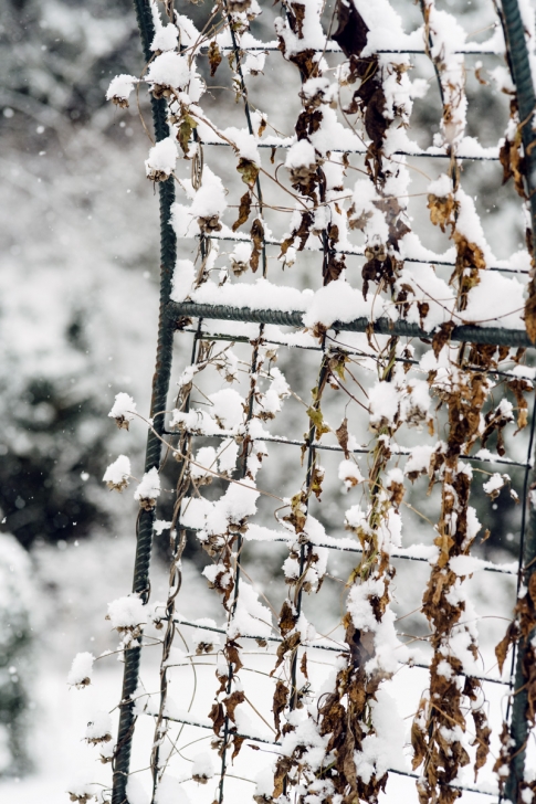 Jardin botanique de Neuchâtel – Hiver