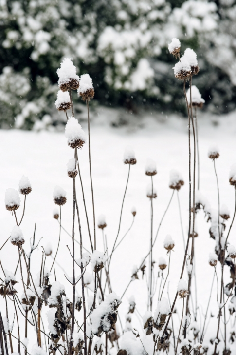 Jardin botanique de Neuchâtel – Hiver