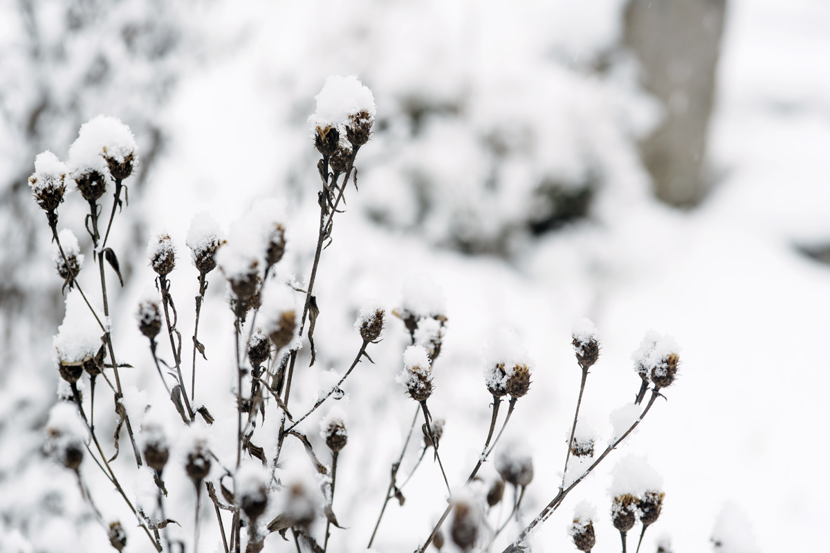 Jardin botanique de Neuchâtel – Hiver